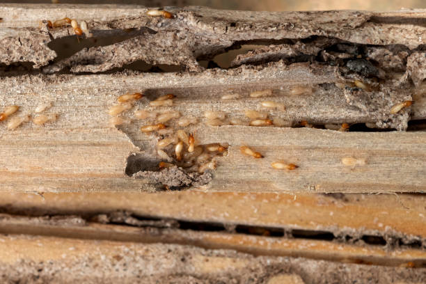 Trusted Winchester, VA Pest Control Experts